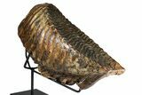 Woolly Mammoth Lower M Molar with Stand - North Sea Deposits #370336-6